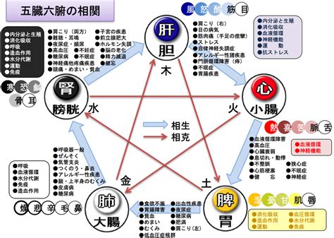 鼻 五行|生命活動の5本柱「五臓」